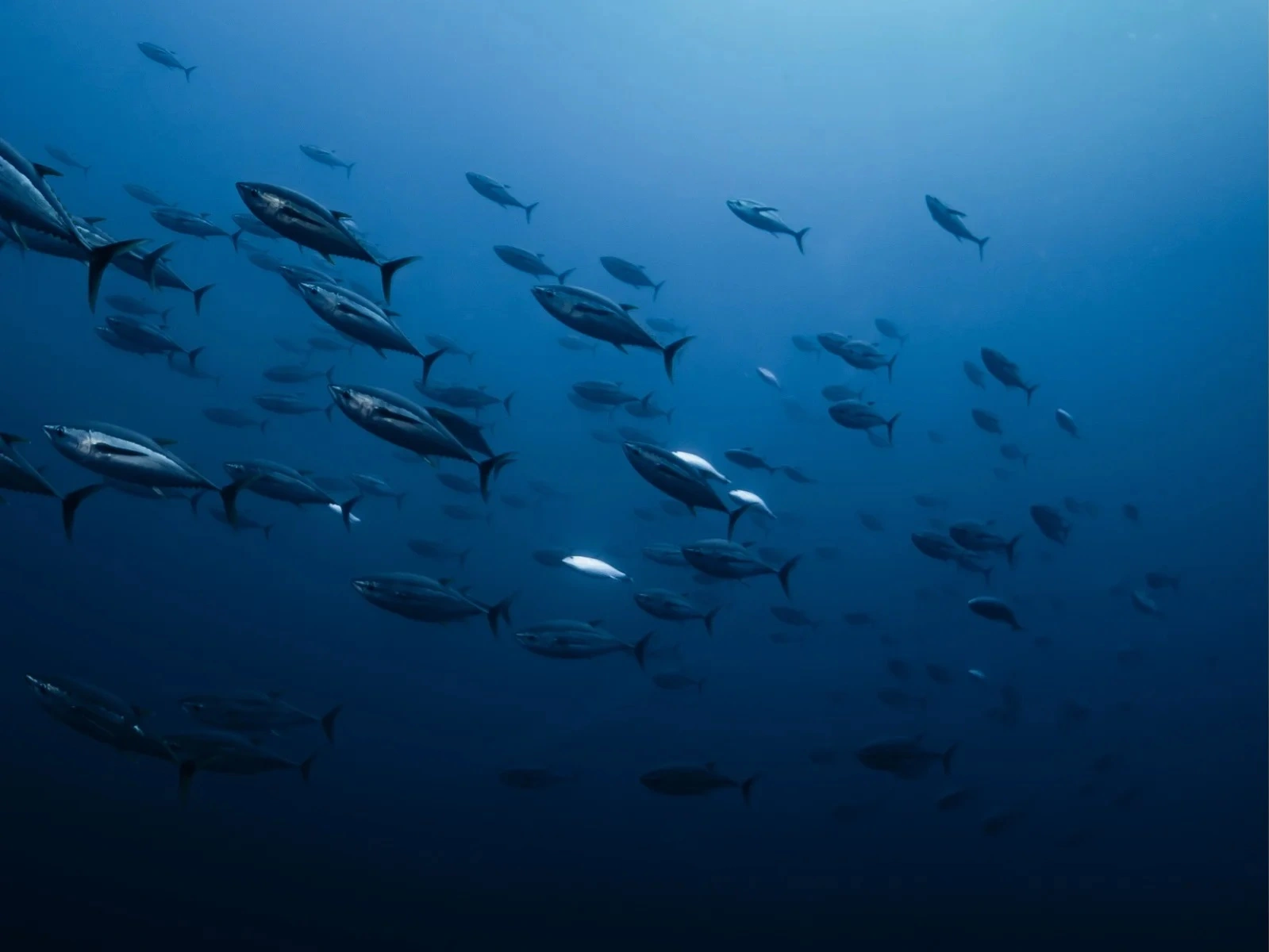 Découvrez plus de 2000 espèces de poissons